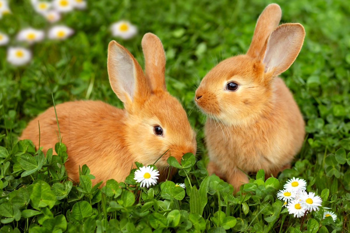 Cute Bunnies